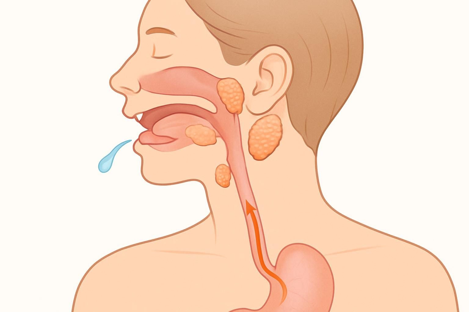 Diagram showing the impact of dental erosion on teeth and oral system.